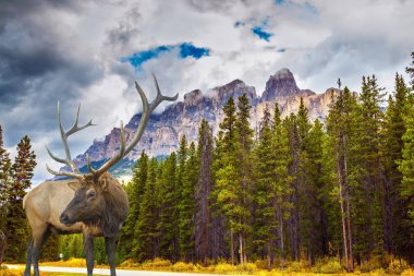  Bir iğne yapraklı orman kenarında dallı boynuzları ile fantastik geyik. Muhteşem çok renkli 