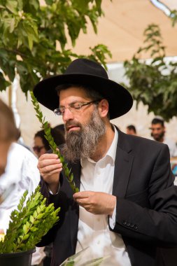 Jerusalem, İsrail - 16 Ekim 2016: Geleneksel Pazar Sukkot tatil önce. Gri sakallı dindar orta yaşlı Yahudi ritüel bitki myrtle denetimini konsantre