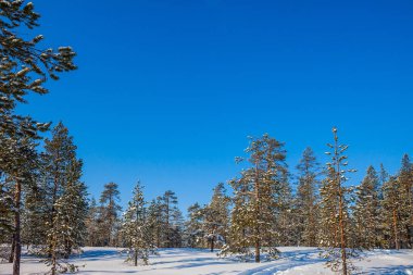Karlı kış kuzey Lapland güneşli soğuk bir günde. Derin karda mavi gölgeler vardır. Aktif ve aşırı turizm kavramı 