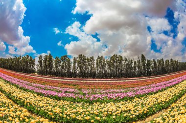  Bahar İsrail. Muhteşem çiçekli Bahçe düğünçiçekleri. Modern tarım kavramı 