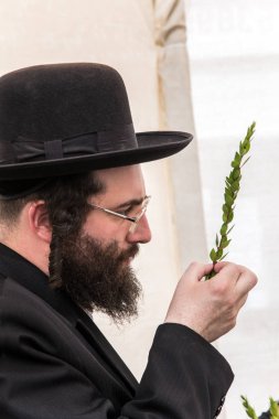 Jerusalem, İsrail - 16 Ekim 2016: Geleneksel Pazar Sukkot tatil önce. Siyah şapkalı bir dindar Yahudi ritüel bitki myrtle seçer