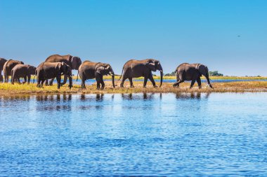  Okavango Deltası'nda sulama. Filler yetişkin ve sığ suda nehri geçerken yavrularını sürüsü. En eski Ulusal parkta Botsvana - Chobe Ulusal Parkı