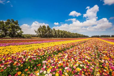 Renkli alan, çiçeklerle dikti. Eko-Turizm kavramı. Bahçe düğünçiçekleri bloom parlak renkler. Güneşli bir günde yürümek