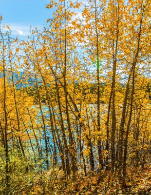 Kanada Rocky Dağları. Sular altında kıyı kavak grove. Pitoresk turkuaz İbrahim göl bir sel. Aktif ve ekolojik turizm kavramı