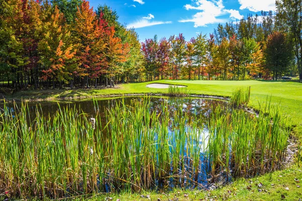 Shining Day French Canada Adorable Pure Pond Overgrown Reeds Autumn — Stock Photo, Image