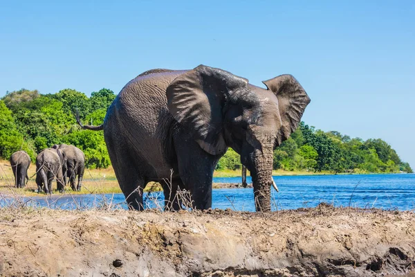 Botswana Chobe National Park Watering African Elephants Okavango Delta Concept — Stock Photo, Image