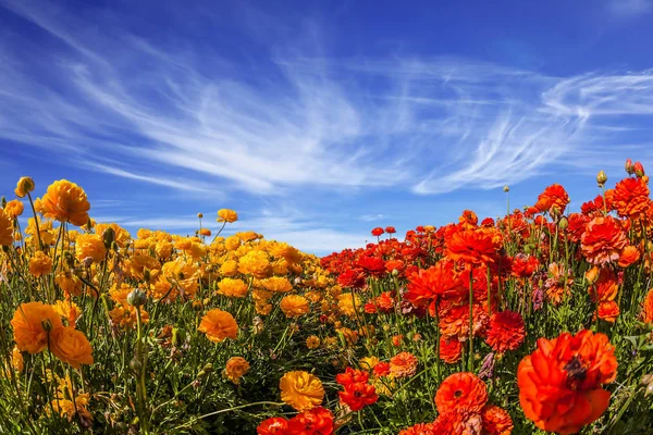 Magnifique Champ Fleuri Beauté Fraîche Buttercups Fleurs Sur Ciel Bleu — Photo