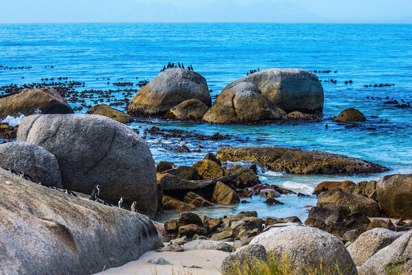 Large rocks and seaweed on the beach of Atlantic Ocean. African black-white penguins. Boulders Penguin Colony in the South Africa. The concept of ecotourism