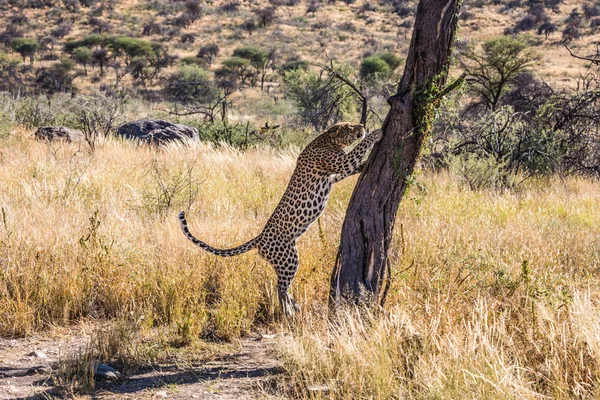 Wspaniały Afryki Leopard Wśród Suche Sawanny Pojęcie Turystyki Egzotycznej Ekstremalnych — Zdjęcie stockowe