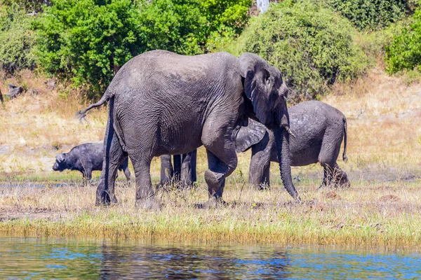 Parque Nacional Chobe Botswana Riego Delta Del Okavango Manada Elefantes — Foto de Stock