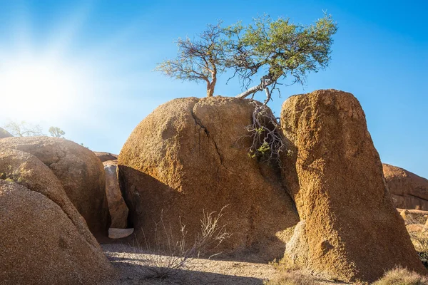 Pequena Árvore Deserto Sunset Namib Desert África Sul Conceito Turismo — Fotografia de Stock