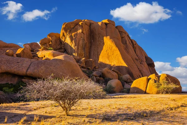 日没のナミブ砂漠 南アフリカの砂漠の小さなツリー 極端なエキゾチックな観光の概念 — ストック写真
