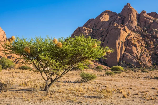 Petit Arbre Dans Désert Coucher Soleil Désert Namib Afrique Sud — Photo