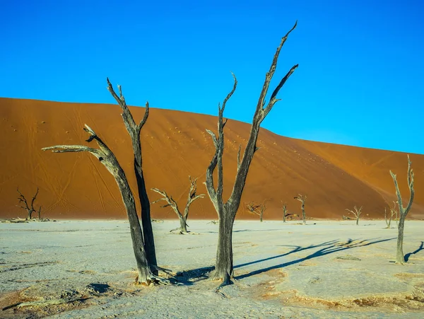 乾燥した湖 Deadvlei 風光明媚な乾燥した木々 に巨大なオレンジ色の砂丘 ナミビア エコツー リズム ナミブナウクルフト国立公園内 — ストック写真