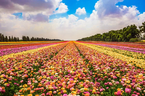 壮大な庭キンポウゲを開花します ガザの横にあるキブツ フィールド イスラエル共和国の春 — ストック写真