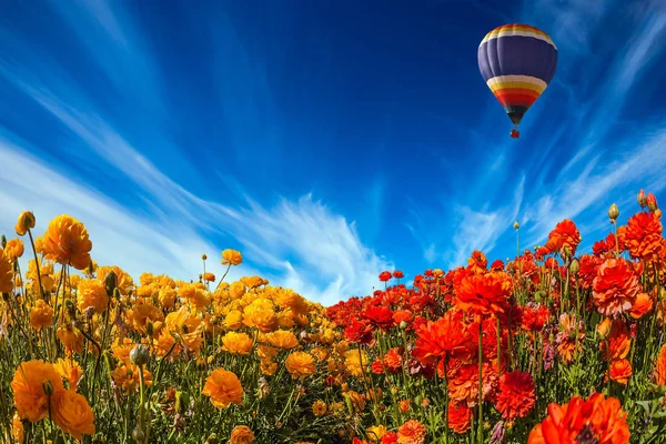 Magnifika Blommande Fält Färska Skönhet Smörblommor Blommor Blå Himmel Med — Stockfoto