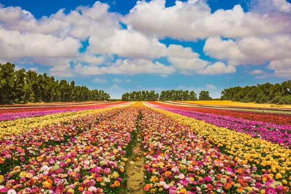 Magnifici Ranuncoli Giardino Multicolore Fioriti Campo Kibbutz Vicino Alla Striscia — Foto Stock