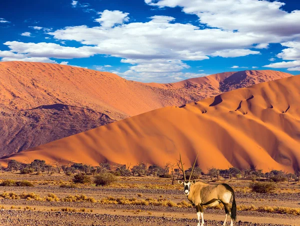 Oryx Weiden Der Namib Wüste Berg Sonnenuntergang Von Namibia Südafrika — Stockfoto