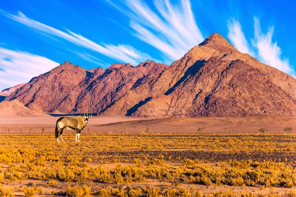 Oryx Pastando Desierto Namib Montaña Sunset Namibia Sudáfrica Concepto Turismo — Foto de Stock