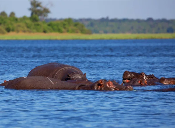 Stado Hipopotamów Upalny Dzień Park Narodowy Chobe Botswana Pojęcie Turystyki — Zdjęcie stockowe