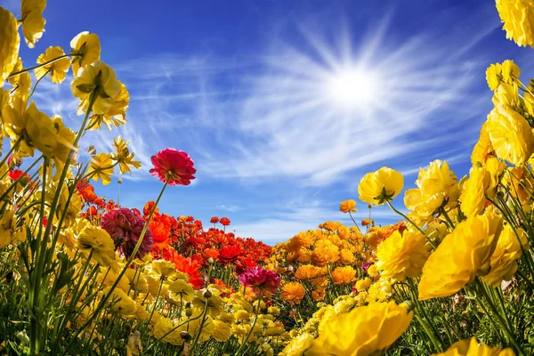 Sol Quente Ilumina Campos Flores Borboletas Jardim Vermelho Amarelo Ranúnculo — Fotografia de Stock