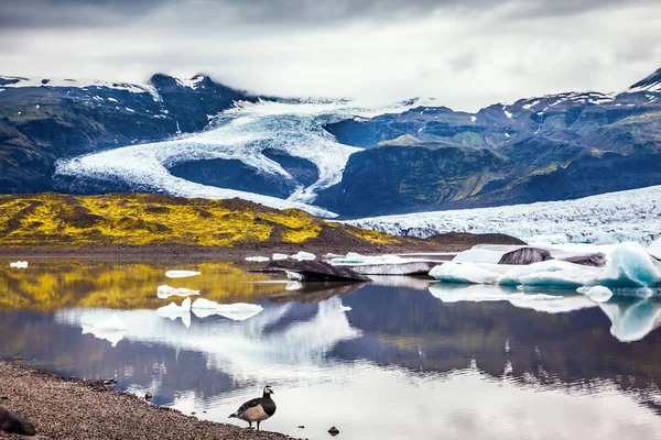 冰岛鹅在湖上放牧 日出照亮冰川 Vatnajokull 和冰泻湖 Jokulsarlon 北方极端旅游的概念 — 图库照片