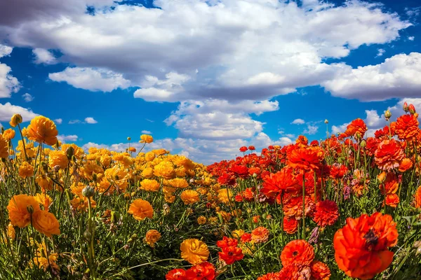 Campo Florescente Magnífico Flores Borboletas Beleza Frescas Céu Azul Com — Fotografia de Stock