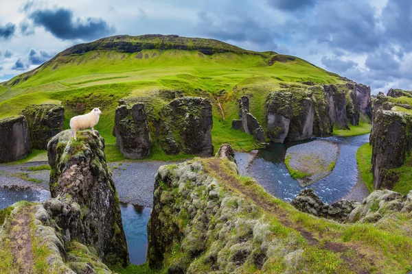 Pecore Bianche Nella Tundra Verde Con Canyon Impressionante Islanda Concetto — Foto Stock