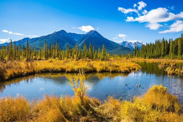 郁郁葱葱的金色的秋天在湖朱 加拿大艾伯塔省的一个省 落基山脉 生态旅游概念 — 图库照片
