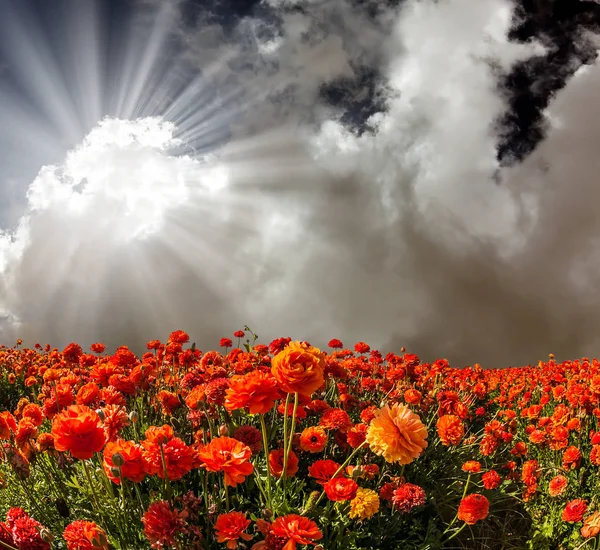Herrliche Blühende Feld Von Frischer Schönheit Ranunkeln Blumen Blauen Himmel — Stockfoto