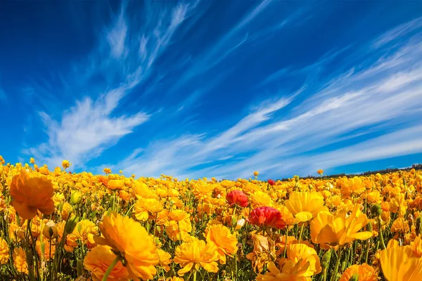 Wspaniałe Pola Kwitnących Świeże Piękno Kwiatów Jaskry Błękitne Niebo Chmur — Zdjęcie stockowe