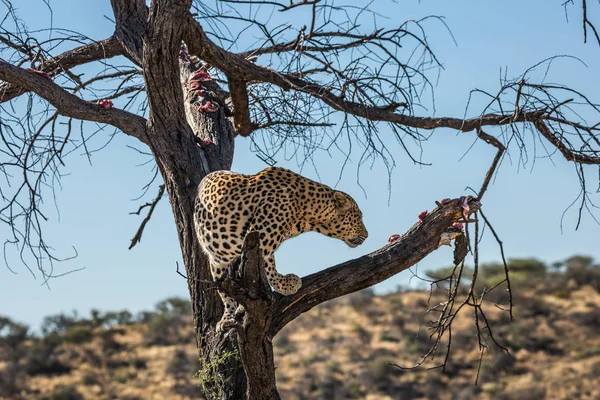Prachtige Afrikaanse Luipaard Onder Droge Savanne Het Concept Van Exotische — Stockfoto