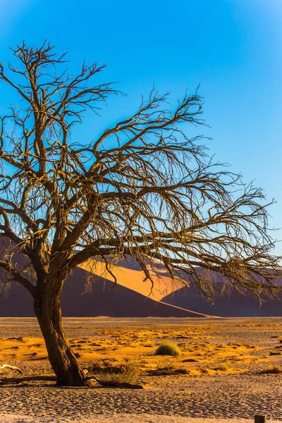 Piccolo Albero Nel Deserto Nel Tramonto Del Deserto Del Namib — Foto Stock