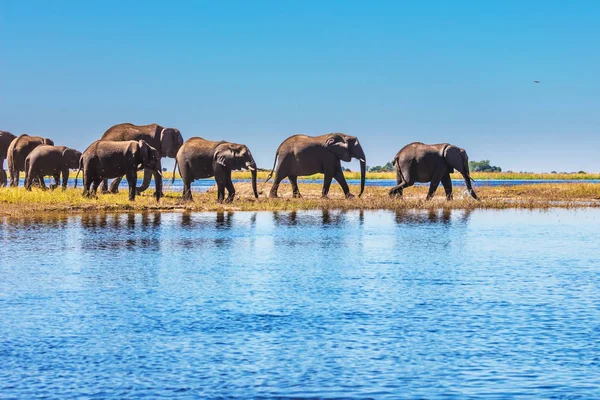 Watering Okavango Delta Herd Elephants Adults Cubs Crossing River Shallow — Stock Photo, Image