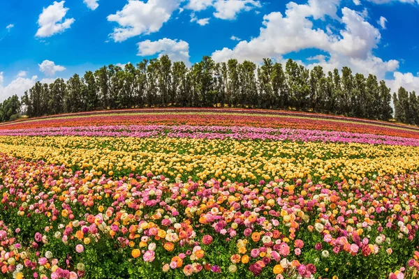 Het Schilderachtige Gebied Voorjaar Israël Prachtige Veelkleurige Bloeiende Tuin Boterbloemen — Stockfoto
