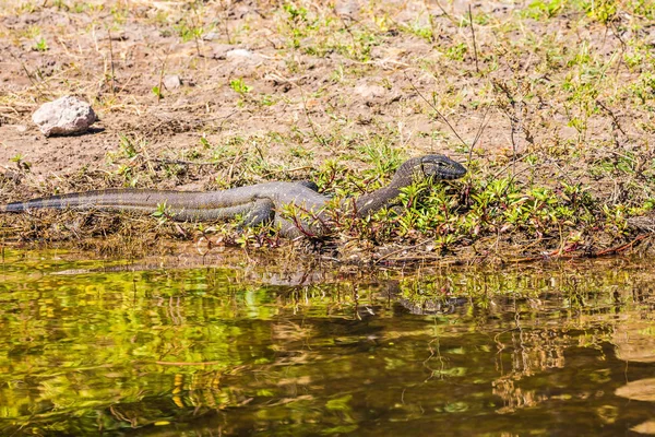 Iguana Parco Nazionale Chobe Botswana Concetto Turismo Esotico Nel Delta — Foto Stock