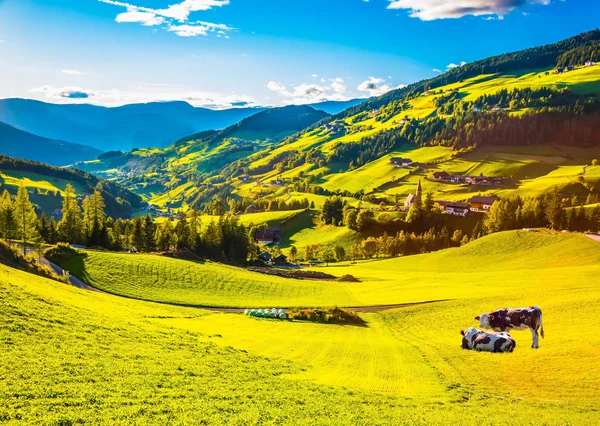 Dos Vacas Pastan Ladera Montaña Tirol Encantador Paisaje Rural Los — Foto de Stock