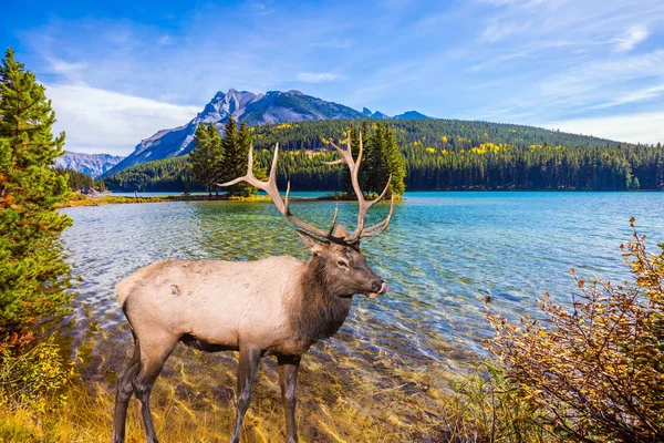 Malebné Jezero Smaragdovou Vodou Rocky Mountain Kanada Koncept Ekologické Aktivní — Stock fotografie