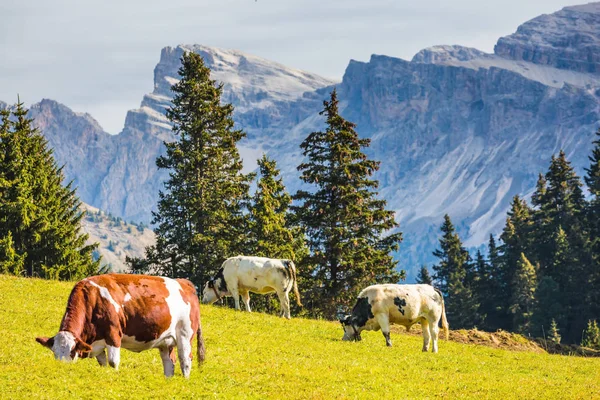 Ferma Krów Odpoczynku Dolinie Dolomity Val Funes Malownicze Góry Otaczają — Zdjęcie stockowe