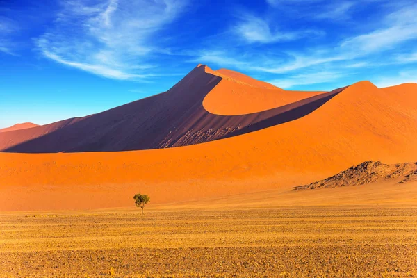 Litet Träd Öknen Sunset Namiböknen Sydafrika Begreppet Extrema Och Exotiska — Stockfoto