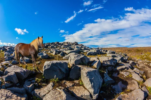 地面に光のたてがみ立って美しいアイスランドの馬 ジョクルサルギリジュフル国立公園 アイスランド 高原に巨大な石付近の滝 Dettifoss — ストック写真