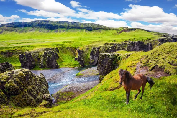 Wild Horse Green Tundra Striking Canyon Iceland Concept Active Northern Royalty Free Stock Photos