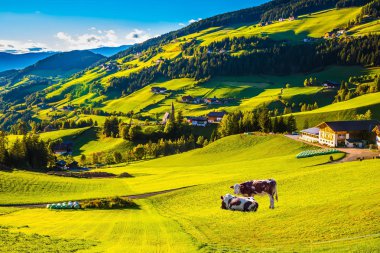 Charming rural landscape in the Dolomites. Magnificent summer in Tirol. The concept of eco-tourism. Sleek cows grazing in the grass clipart