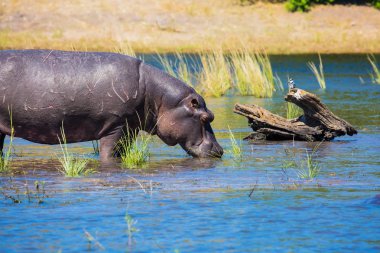 Nehir kıyısında sığ su aygırı kapatın. Okavango Deltası, Chobe Ulusal Parkı, Botsvana'da aşırı ve egzotik turizm kavramı