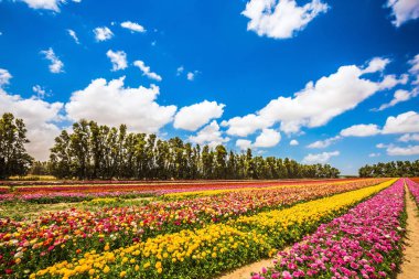 Güneşli bir günde yürümek. Bahçe düğünçiçekleri bloom parlak renkler. Çiftlik Çiçek alan. Eko-Turizm kavramı
