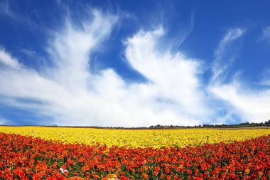 taze güzellik düğünçiçekleri çiçek mavi gökyüzü bulutlar arka plan üzerinde muhteşem çiçek açması alan. Kırsal turizm kavramı
