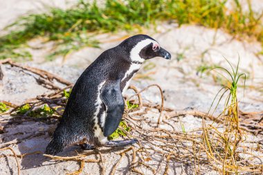 Penguen kum üzerinde. Kayalar penguen kolonisi, Milli Park Masa Dağı. Güney Afrika