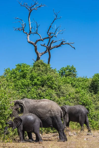 Семья Африканских Слонов Поливе Дельте Окаванго Ботсвана Национальный Парк Чобэ — стоковое фото