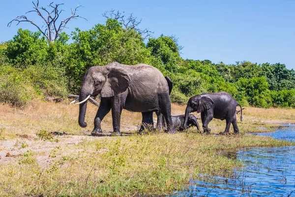 Manada Elefantes Adultos Cachorros Cruzando Río Aguas Poco Profundas Riego — Foto de Stock