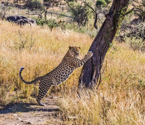 Wspaniały Afryki Leopard Wśród Suche Sawanny Pojęcie Turystyki Egzotycznej Ekstremalnych — Zdjęcie stockowe